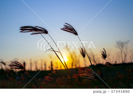 ヨシ リード 葦 37343890