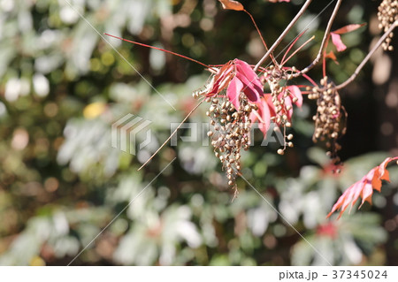 ハゼの紅葉と木の実の写真素材