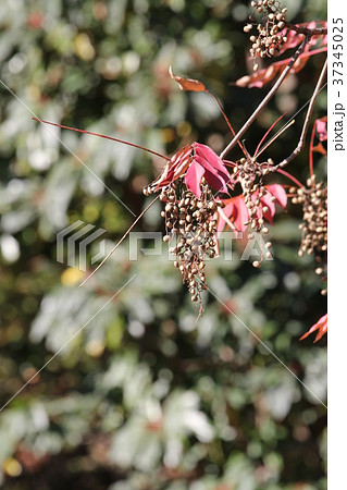 ハゼの紅葉と木の実の写真素材