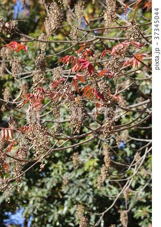 ハゼの紅葉と木の実 37345044