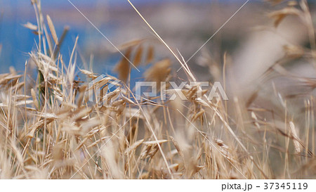 Oats spikelets on the background of the blue sea Oats spikelets on the background of the blue sea 37345119