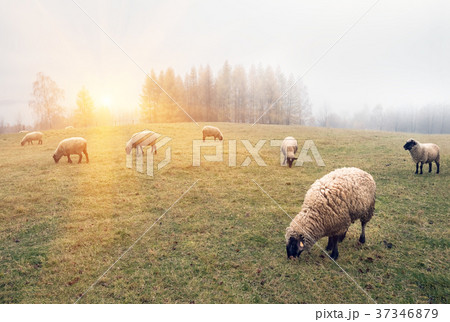 sheep in the fog early in the morning on a pasture 37346879