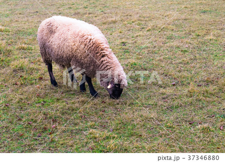sheep in the fog early in the morning on a pasture 37346880