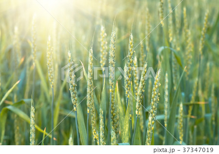 Green wheat growing and maturing on the field Green wheat growing and maturing on the field 37347019