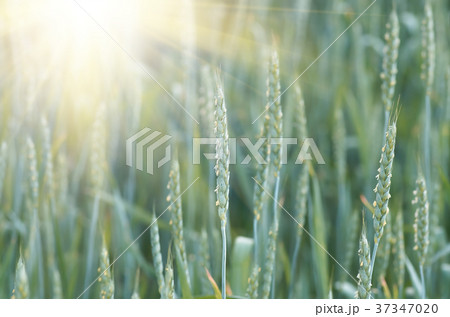 Green wheat growing and maturing on the field Green wheat growing and maturing on the field 37347020