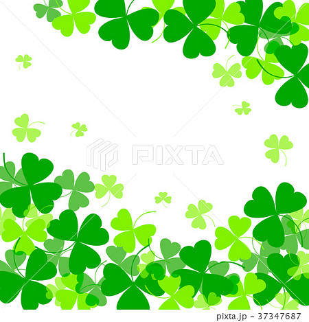 Vector illustration of clover leaves on white Vector illustration of clover leaves on white 37347687