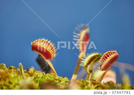 Venus flytrap carnivorous plant Venus flytrap carnivorous plant 37347791