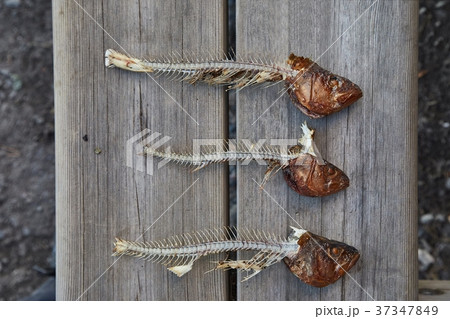 Fried fish leftovers 37347849