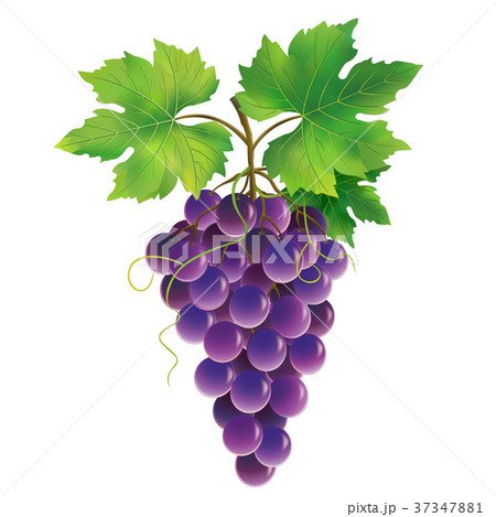 Purple grape on white background Purple grape on white background 37347881