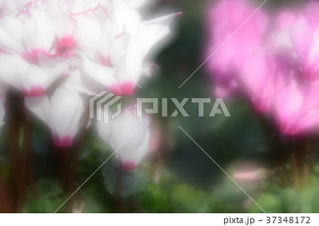 花きセンターのシクラメン、華麗に 37348172