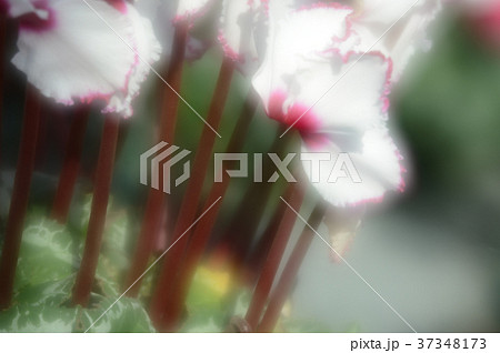 花きセンターのシクラメン、華麗に 37348173