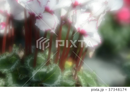 花きセンターのシクラメン、華麗に 37348174