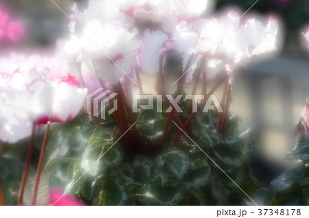 花きセンターのシクラメン、華麗に 37348178