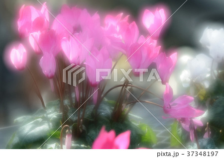 花きセンターのシクラメン、華麗に 37348197