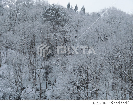 冬の秋田県 雪景色 冬の秋田県 雪景色 37348344