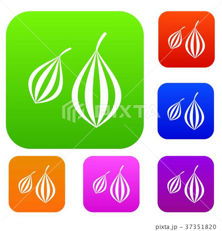 Trachyspermum ammi set color collection Trachyspermum ammi set color collection 37351820