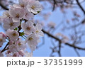 桜 37351999
