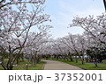 桜 37352001
