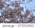 桜 37352002