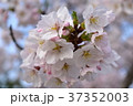 桜 37352003