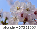 桜 37352005