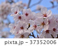 桜 37352006