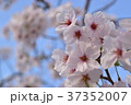 桜 37352007