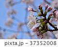 桜 37352008