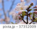 桜 37352009
