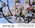 桜 37352010