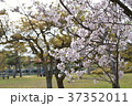 桜 37352011