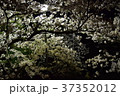 桜 37352012