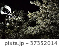 桜 37352014
