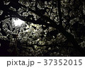 桜 37352015