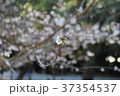 桜 37354537