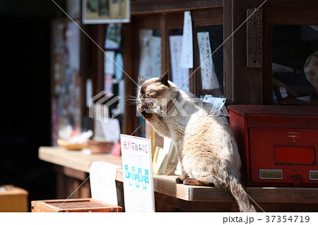 梅宮大社の猫1の写真素材