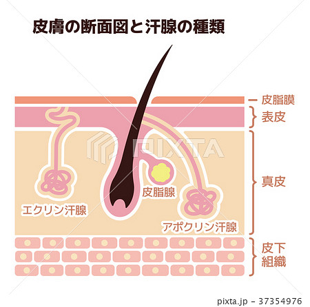 皮膚の断面図と汗腺の種類イラスト(皮脂腺・アポクリン汗腺・エクリン汗腺） 37354976