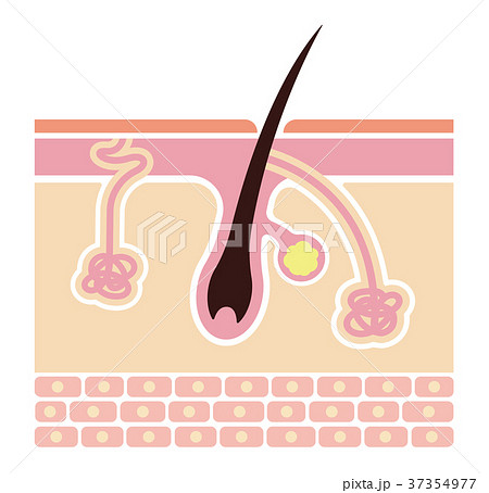 皮膚の断面図と汗腺の種類イラスト(皮脂腺・アポクリン汗腺・エクリン汗腺）/テキストなし 37354977