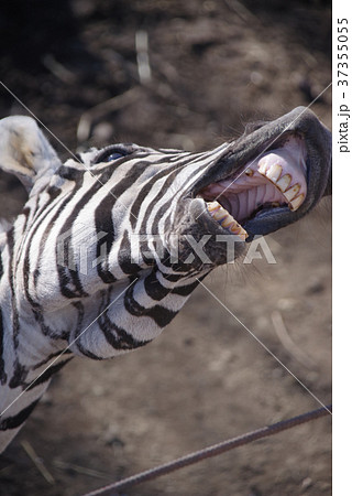 変な顔のシマウマの写真素材