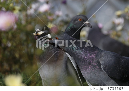 ドバト 37355074