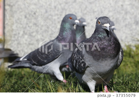 ドバト 37355079