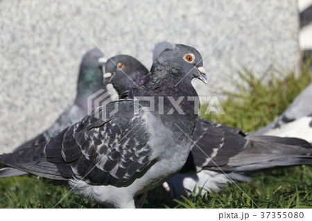 ドバト 37355080
