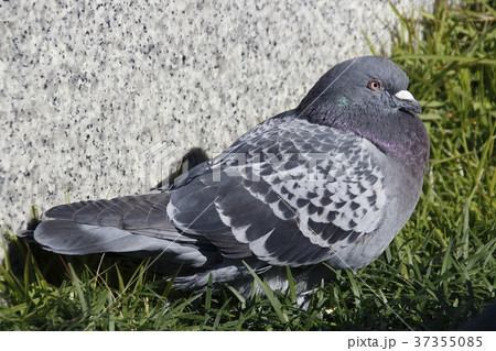 ドバト 37355085