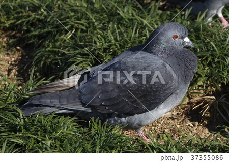 ドバト 37355086