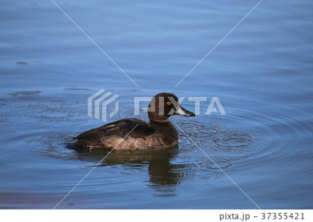 キンクロハジロ♀ キンクロハジロ♀ 37355421