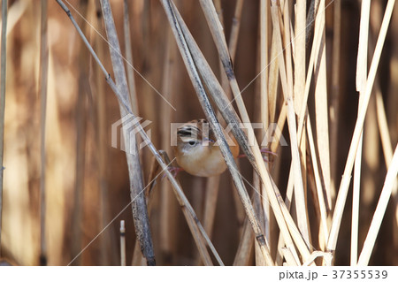 セッカ セッカ 37355539