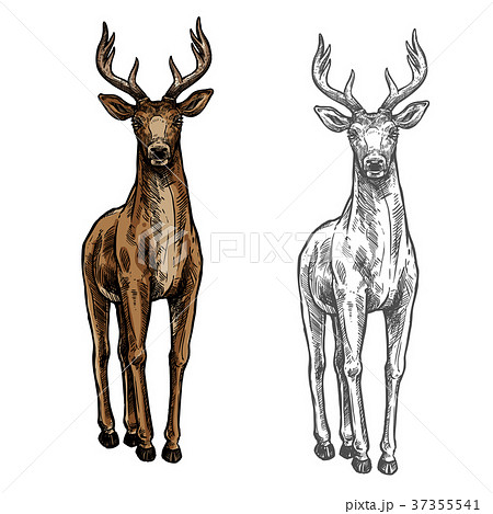 Elk Hind Vector Sketch Wild Animal Isolated Iconのイラスト素材