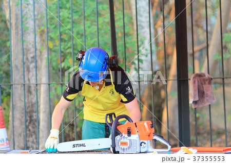 arborist cutting a tree with a chainsaw 37355553