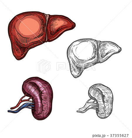 Human organs liver and kidney vector sketch icons 37355627