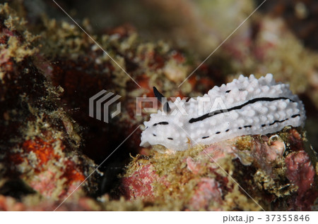 フィリディエラ・ラドマニ Phyllidiella rudmani フィリディエラ・ラドマニ Phyllidiella rudmani 37355846